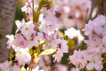 Fototapeta na wymiar Kirschblüte im Frühling, Kirschbaum