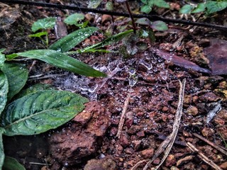 spider web and raindrops ,green leaf