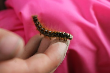 A closeup of a hairy caterpillar crawling along a child's hand after recently being picked from a green leaf.