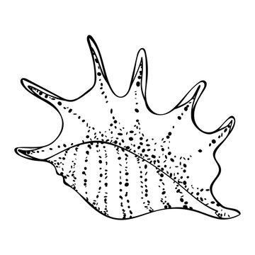 Screw sea shell lambis (spider conch) in a simple style, isolated vector on white background. Black outline and dots texture, stylized as a hand drawing. Can be used as icon or for natural design.
