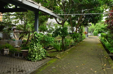 tropical garden with beautiful and unique plants