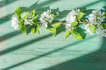 White pear tree flowers on a branch on a wooden table. Beautiful still life