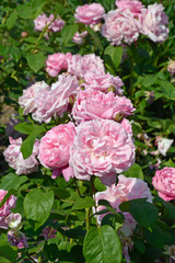 sommerblumen im hindenburgpark bingen