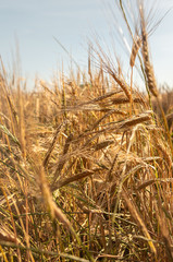 Wheat field. Beautiful golden wheat.