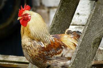 Portrait of a golden rooster with white feathers on a beautiful dark background in the countryside in the village. Clean eyes, red scallop and white beak
A rooster sits on an old wooden staircase