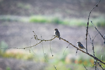 young sparrows in the wild clothed by their mother (Passer domesticus)