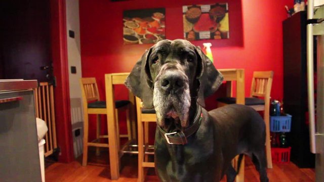 Cane Alano che guarda e scodinzola.