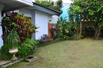 tropical garden with beautiful and unique plants
