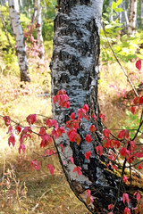 Red autumn leaves against the background of the birch forest