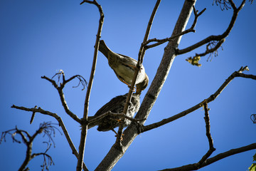 young sparrows in the wild clothed by their mother (Passer domesticus)