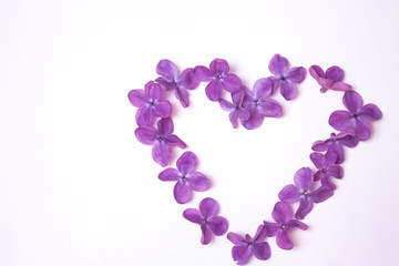 Heart made of fresh spring violet lilac flowers on the white background isolated. Top view. Free copy space. Horizontal image.