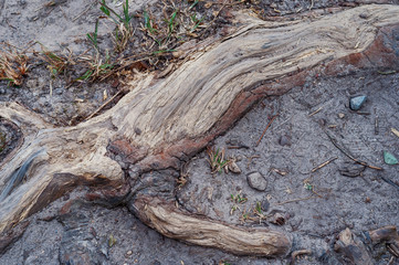 Tree Root Pattern on The Ground Surface