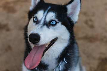 Siberian Husky in the park