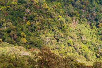 Tropical Rainforest in Distant