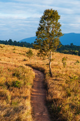 Obraz premium Dirt Road Through the Meadow