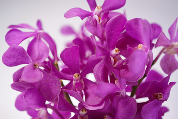 Fototapeta na wymiar purple orchid flower on white background 