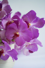 Obraz na płótnie Canvas purple orchid flower on white background 