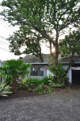 tropical garden with beautiful and unique plants