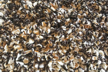 Rice weevil on rice, insect is a stored product pest which attacks several crops.