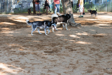 Dogs in the park with people around