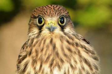The common Kestrel (Falco tinnunculus) is a bird of the order falconidae of the family falconidae,...