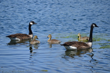 Obraz premium canada goose swimming
