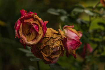 red rose in the garden