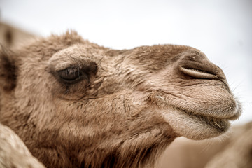 Fototapeta premium Camel