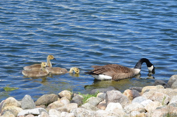canada goose and ducks