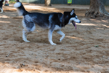 Siberian Husky running in the park