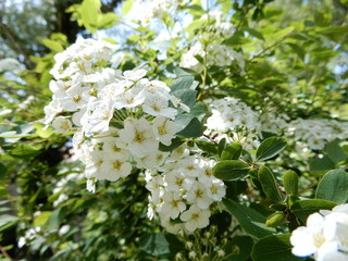 white flowers of apple
