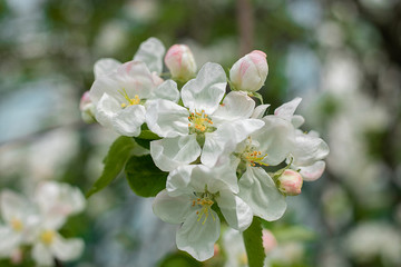 blooming apple tree in the spring garden
