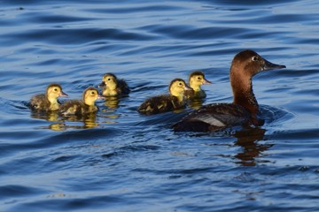 Red-headed duck (Aythya ferina) - a diving duck, with a brood of ducklings swims on the lake. The red-headed duck belongs to the duck family, the goose-like order.