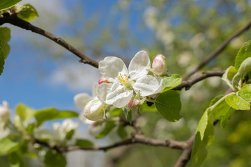 Obraz premium blooming apple tree in the spring garden