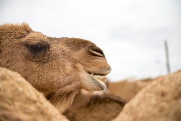 Camel