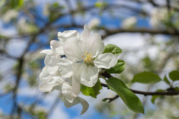 blooming apple tree in the spring garden