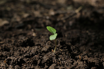 young plant in the sunlight day