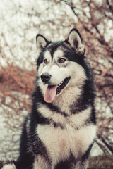 Alaskan Malamute beautiful portrait