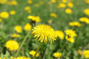 dandelion in a field in spring with bokeh