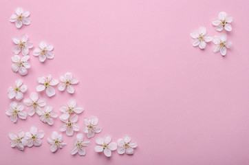  pink  background with cherry flowers