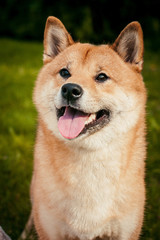 Fototapeta premium Shiba Inu portrait