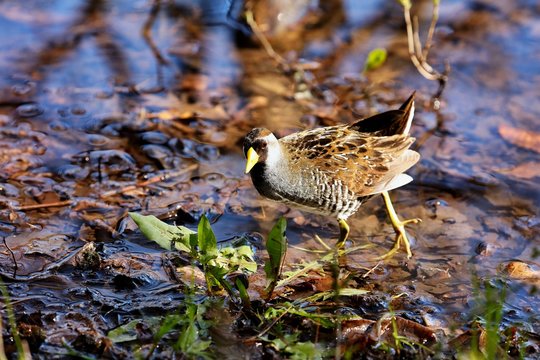 The sora is a small waterbird, sometimes also referred to sora crake. 

