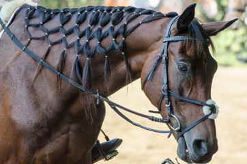 Koń z plecioną grzywą © Jerzy