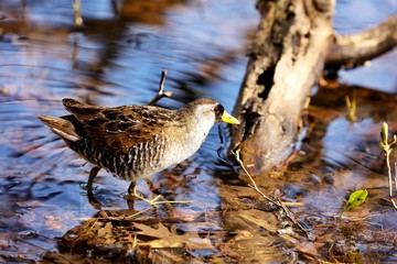 The sora is a small waterbird, sometimes also referred to sora crake. 

