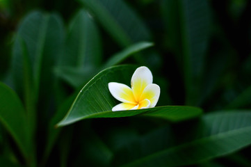 Fototapeta na wymiar Plumeria flowers put on a green leaf.