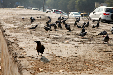 Pegions in the city street, pegions or doves inhabited the city street, pegions is the symbol of...