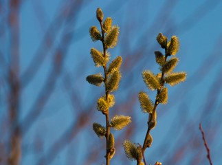 Bazie kotki © Piotr