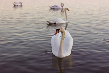 swan on the lake