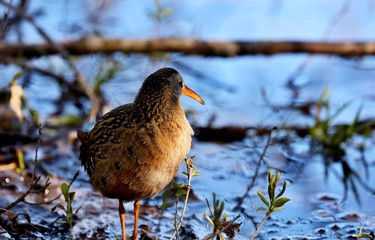 The Virginia rail is a small waterbird.
