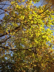 yellow maple leaves